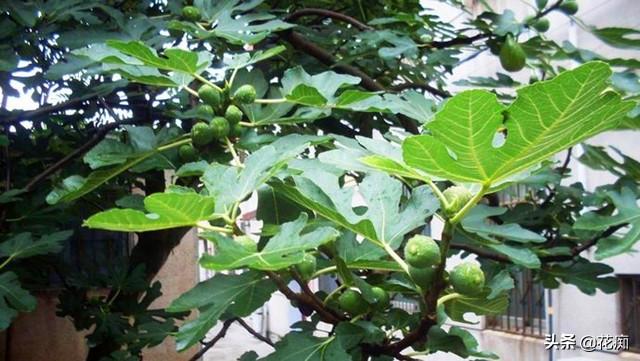 耐寒又好吃的无花果品种，北方花友，花园一定要种2棵