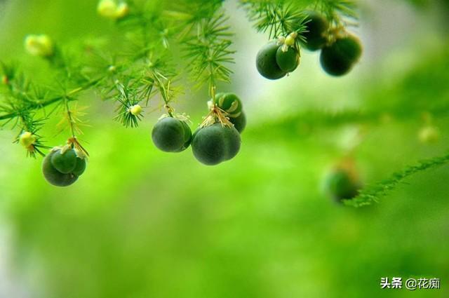 文竹这么养，年年“花果”挂满枝，还能用种子轻松种出“小森林”