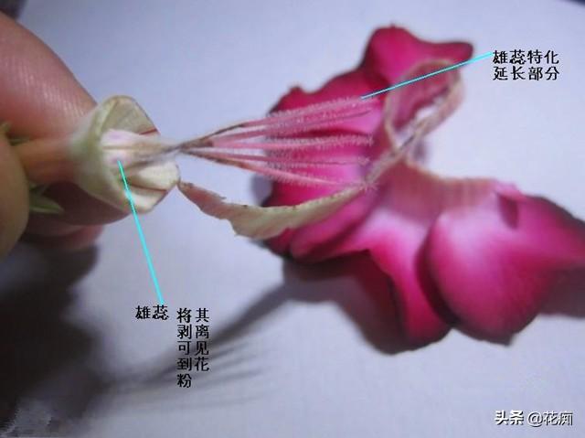 沙漠玫瑰种子繁殖，3天发芽，7天变小森林，1年变大户