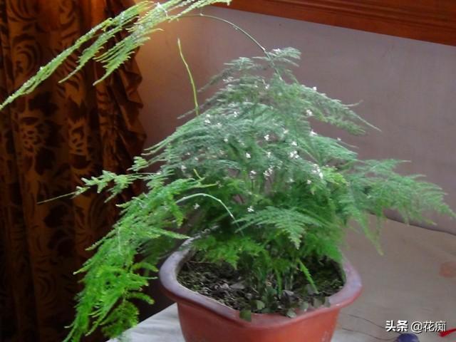文竹这么养，年年“花果”挂满枝，还能用种子轻松种出“小森林”