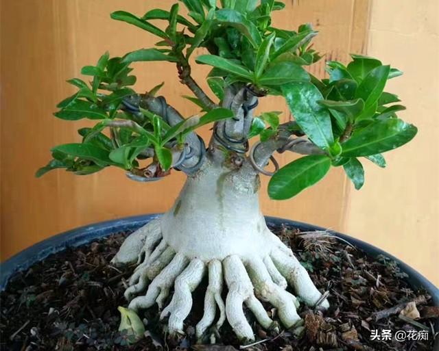 沙漠玫瑰种子繁殖，3天发芽，7天变小森林，1年变大户