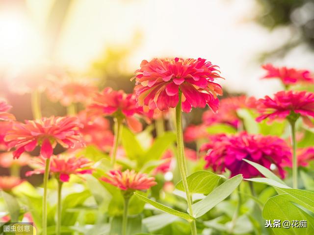 花坛看到这种花，一定采些种子，来年种在户外，轻松变花海