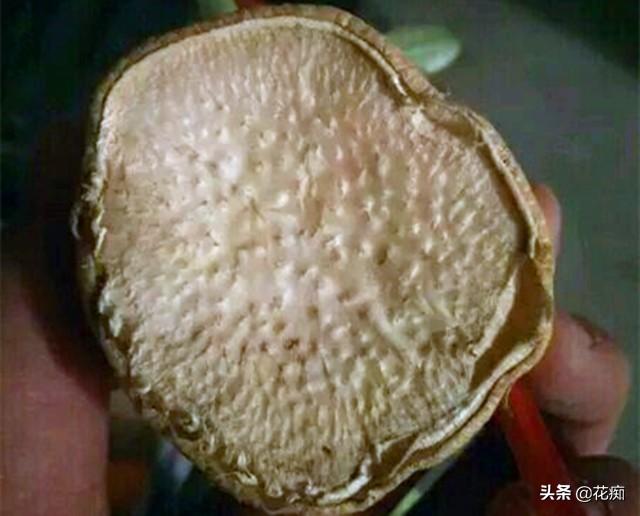 烂根的沙漠玫瑰，这样处理，轻松长成“八爪鱼”，好看又值钱