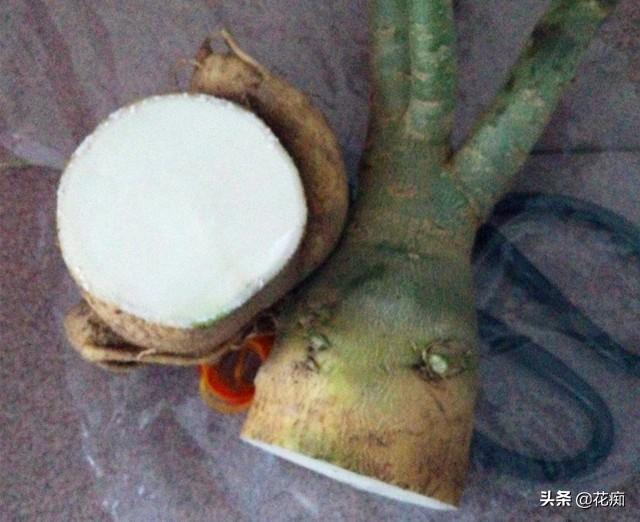 烂根的沙漠玫瑰，这样处理，轻松长成“八爪鱼”，好看又值钱