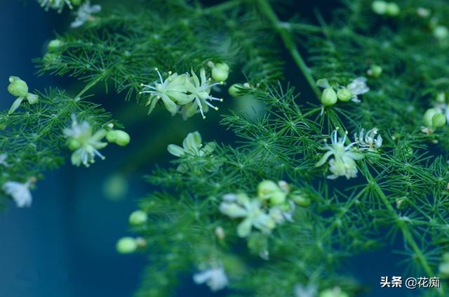 文竹这么养，年年“花果”挂满枝，还能用种子轻松种出“小森林”