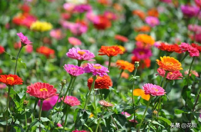 花坛看到这种花，一定采些种子，来年种在户外，轻松变花海