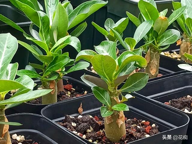 沙漠玫瑰种子繁殖，3天发芽，7天变小森林，1年变大户