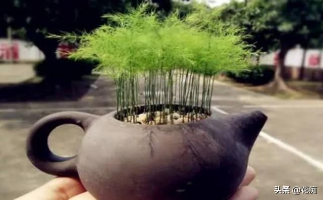 文竹这么养，年年“花果”挂满枝，还能用种子轻松种出“小森林”