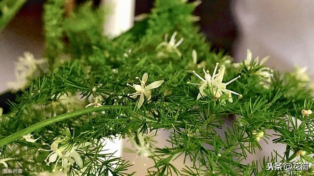 文竹这么养，年年“花果”挂满枝，还能用种子轻松种出“小森林”