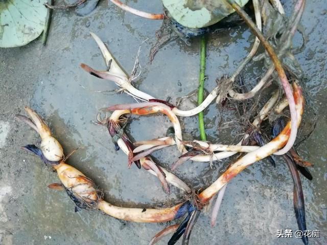 碗莲过冬经验分享，牢记这几点，来年花多藕壮，1盆轻松变多盆