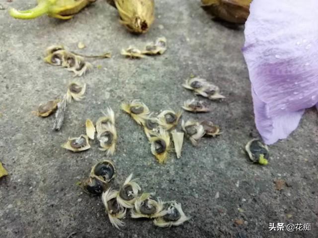 漂亮木槿，耐寒耐热好养，随便撒些种子，轻松长成大树，花开不断