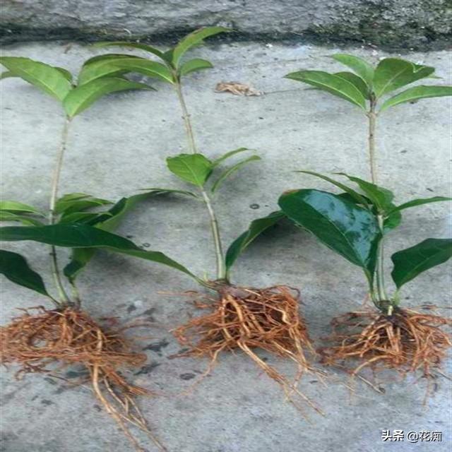 又到桂花盛开时，栽种要特别注意这2点，不然就变标本