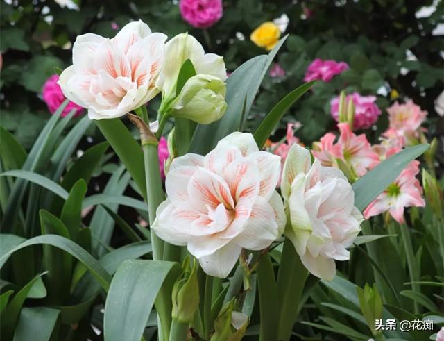 朱顶红，只长叶子不开花，秋后这样处理，1个月轻松开爆盆