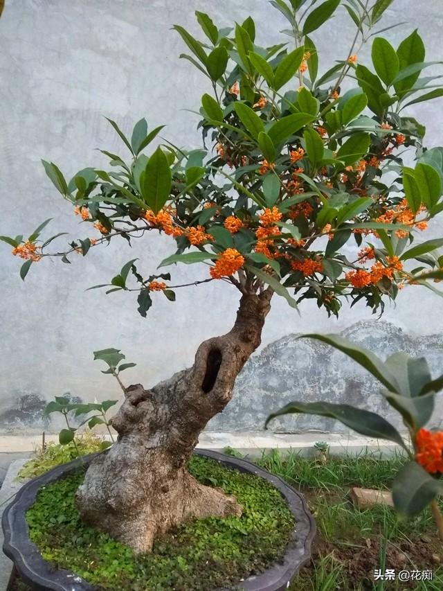 又到桂花盛开时，栽种要特别注意这2点，不然就变标本