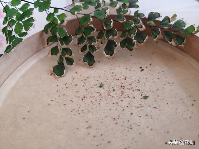 上水石上种什么？这种绿植，1个月长成小森林，养眼又漂亮
