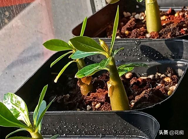 沙漠玫瑰种子繁殖，3天发芽，7天变小森林，1年变大户