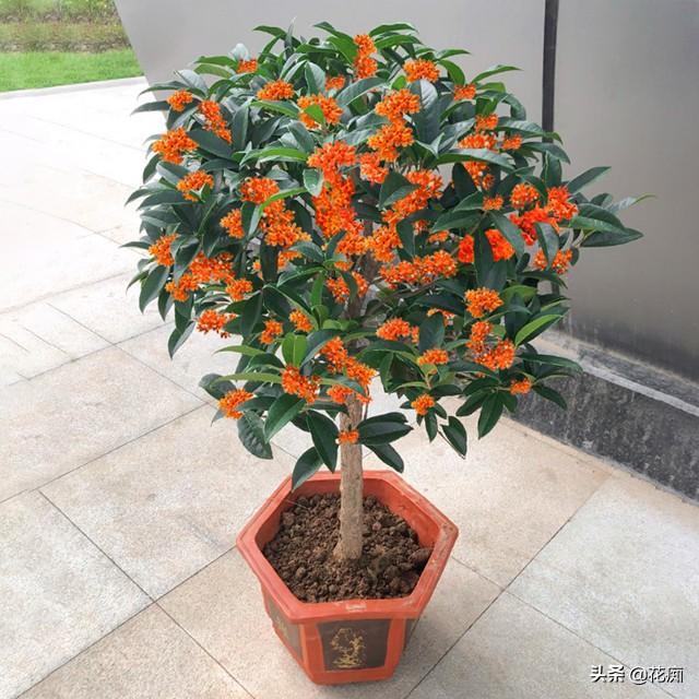 又到桂花盛开时，栽种要特别注意这2点，不然就变标本
