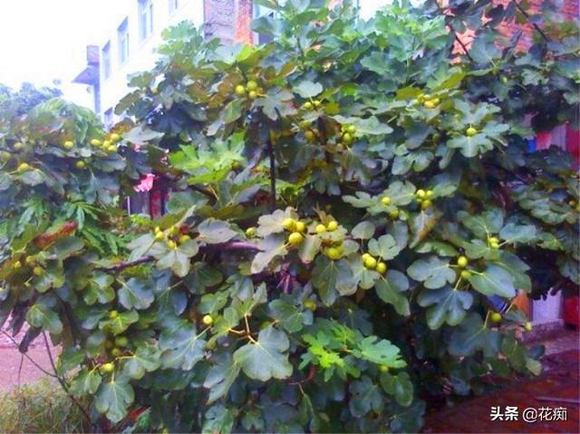 耐寒又好吃的无花果品种，北方花友，花园一定要种2棵