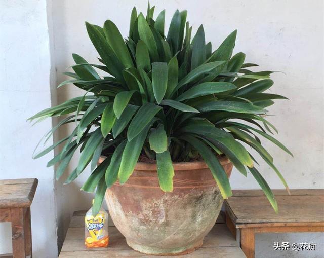 君子兰，养了10几年，每年花开十几朵，如今要用缸养
