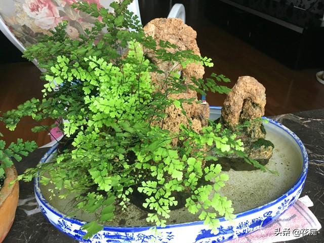 上水石上种什么？这种绿植，1个月长成小森林，养眼又漂亮