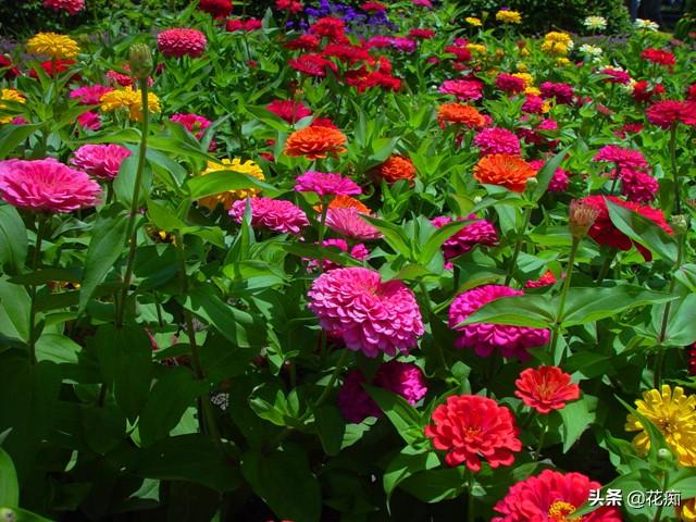 花坛看到这种花，一定采些种子，来年种在户外，轻松变花海