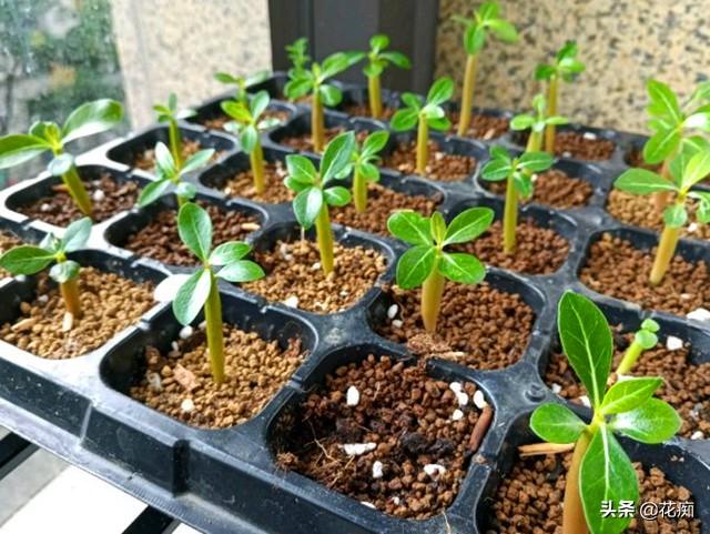 沙漠玫瑰种子繁殖，3天发芽，7天变小森林，1年变大户