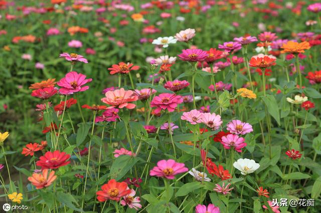 花坛看到这种花，一定采些种子，来年种在户外，轻松变花海