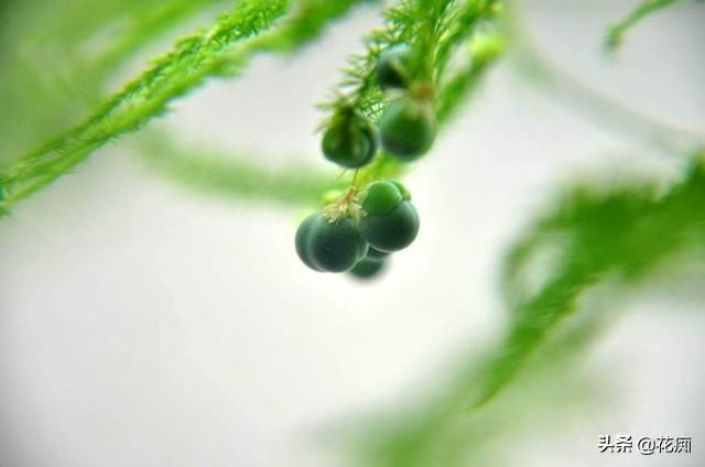 文竹这么养，年年“花果”挂满枝，还能用种子轻松种出“小森林”