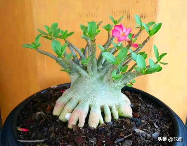 烂根的沙漠玫瑰，这样处理，轻松长成“八爪鱼”，好看又值钱