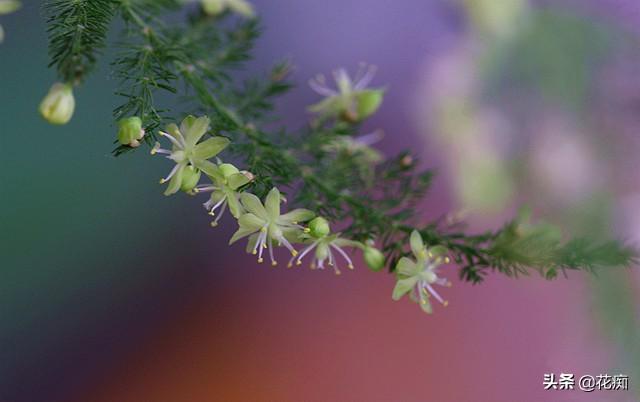 文竹这么养，年年“花果”挂满枝，还能用种子轻松种出“小森林”