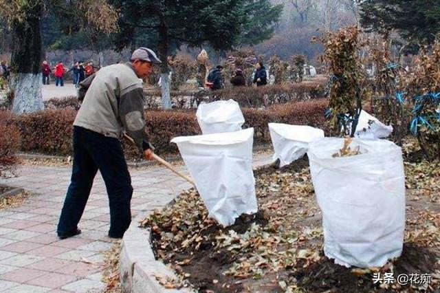 庭院说什么都要种一株牡丹花，牡丹花一开，富贵自然来