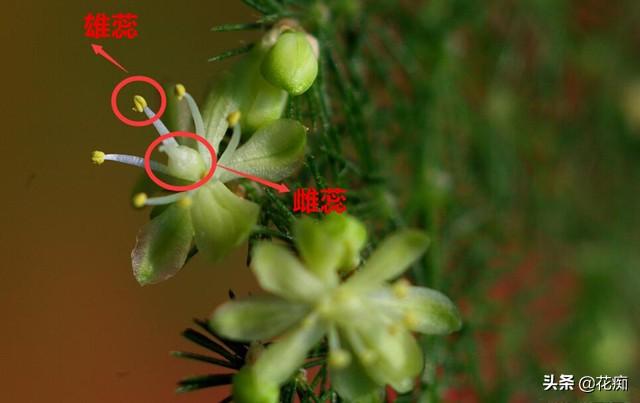 文竹这么养，年年“花果”挂满枝，还能用种子轻松种出“小森林”
