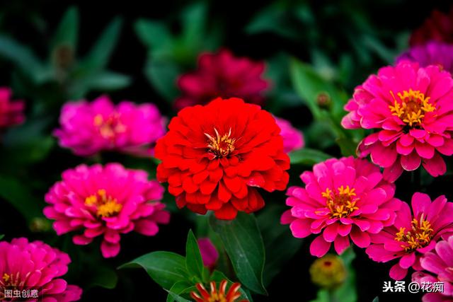 花坛看到这种花，一定采些种子，来年种在户外，轻松变花海