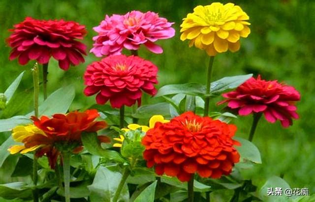 花坛看到这种花，一定采些种子，来年种在户外，轻松变花海