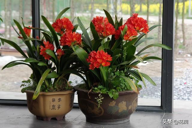 君子兰，养了10几年，每年花开十几朵，如今要用缸养