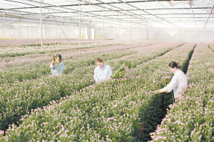 云南省花卉园年产值达12.24亿元 依托农综改打造产业融合发展先导区