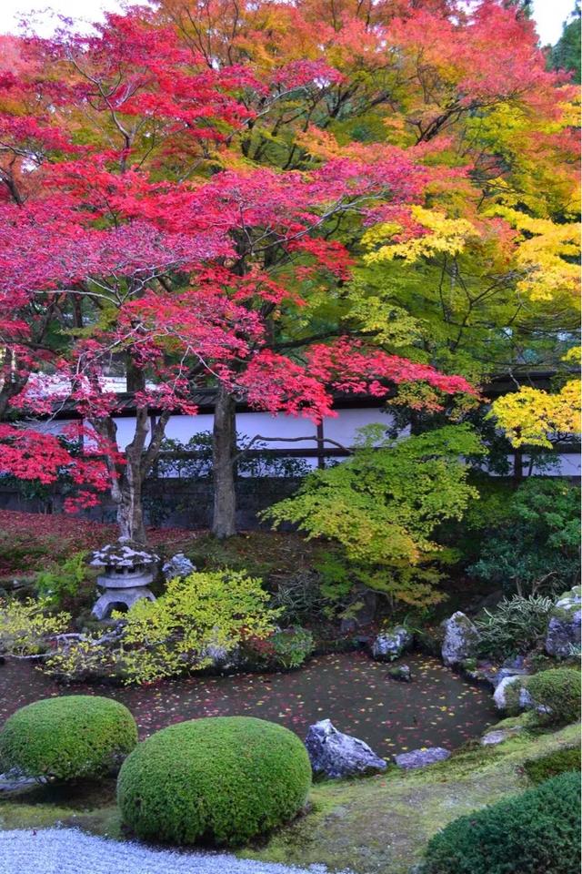 红枫庭院，太美了