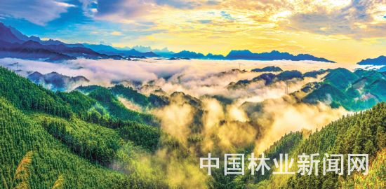 新森林法公布：法律保障森林生态安全