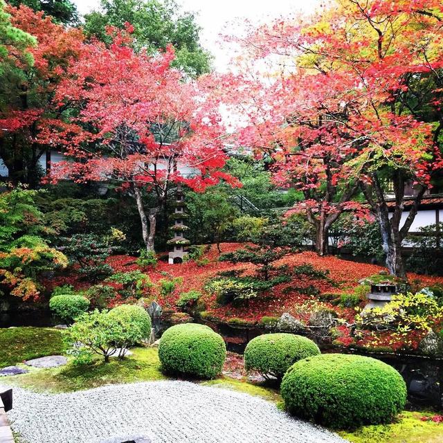 红枫庭院，太美了
