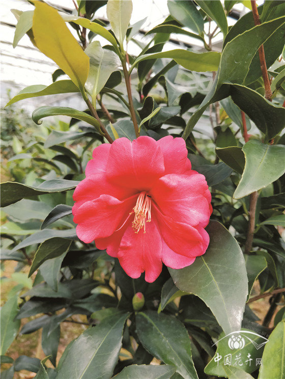 上海三个多季茶花新品种获授权 