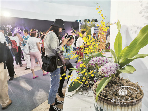 首届三亚国际花卉旅游节“绽放”