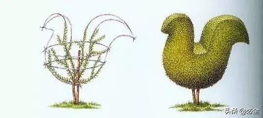 如何做好园林植物立体造型？