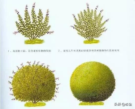 如何做好园林植物立体造型？