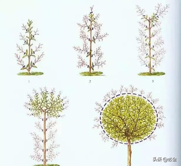 如何做好园林植物立体造型？