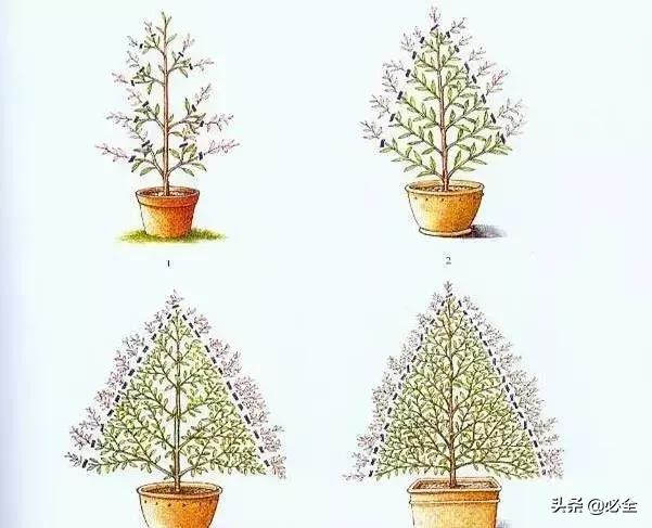 如何做好园林植物立体造型？