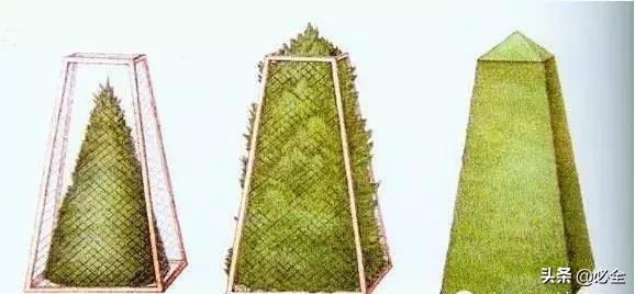 如何做好园林植物立体造型？