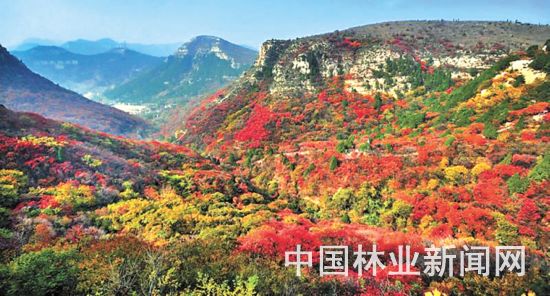 五彩鸢都 森林潍坊
