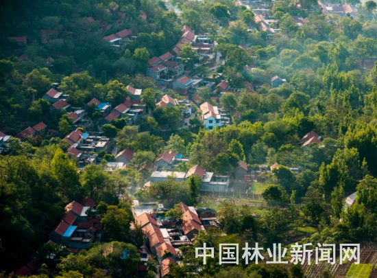 五彩鸢都 森林潍坊