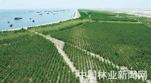 五彩鸢都 森林潍坊