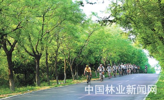 五彩鸢都 森林潍坊